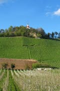 Kalvarija